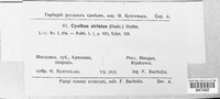Cyathus striatus image